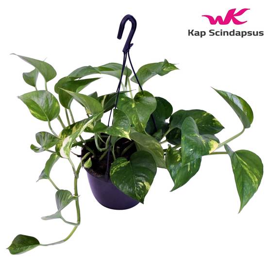 Scindapsus Epipremnum 30cm - Plante d'intérieur- La Green Touch - Image 3