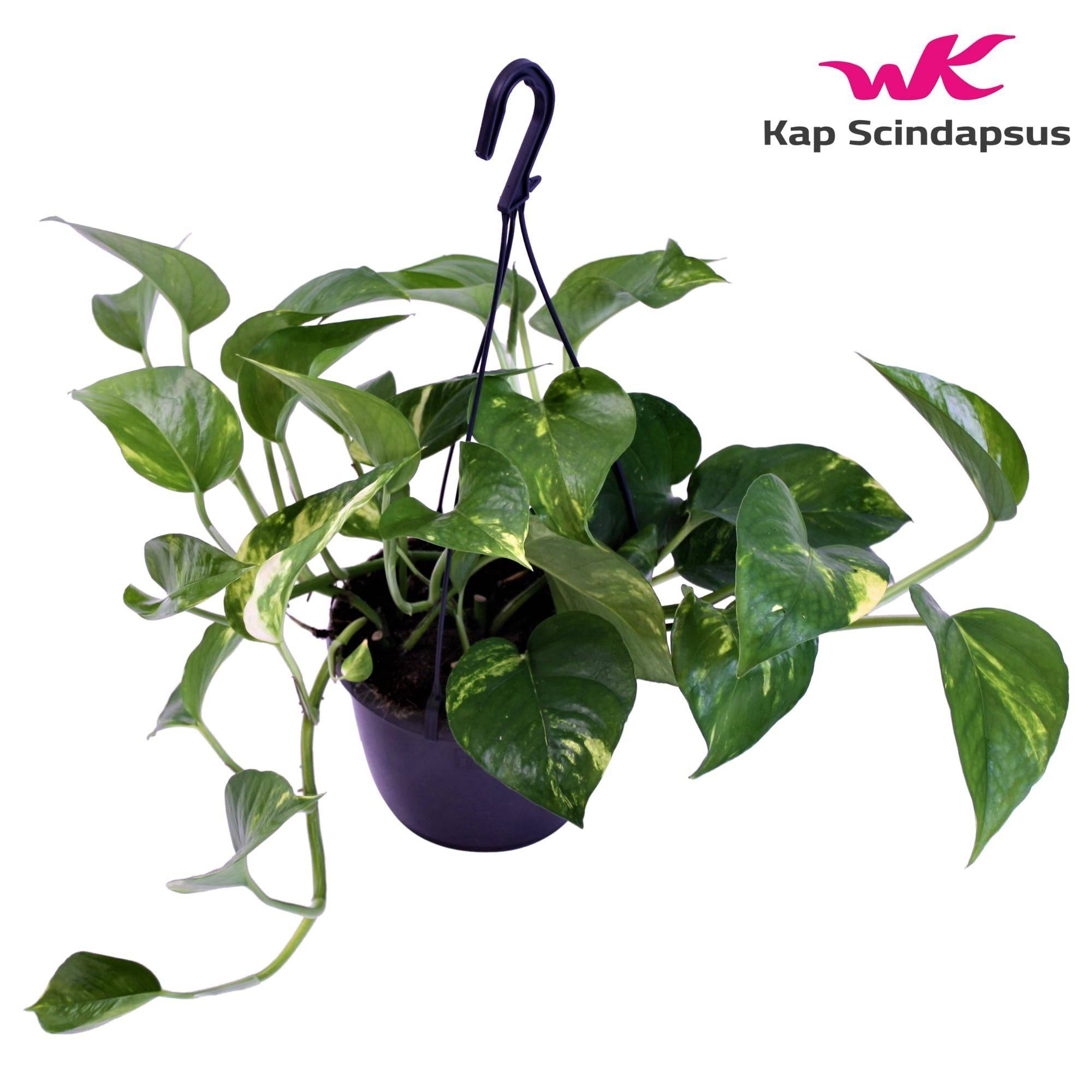 Scindapsus Epipremnum 30cm - Plante d'intérieur- La Green Touch - Image 3