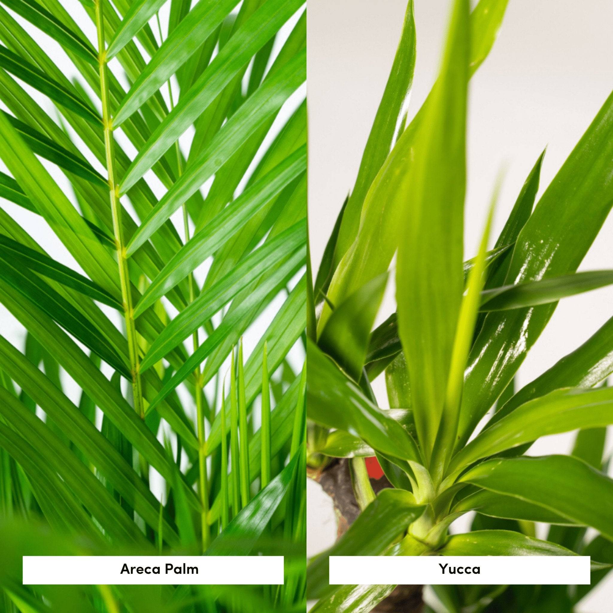 La Green Touch - Areca, Yucca, duo de plantes h130cm 130cm - Plante d'intérieur- La Green Touch - Imagen 4
