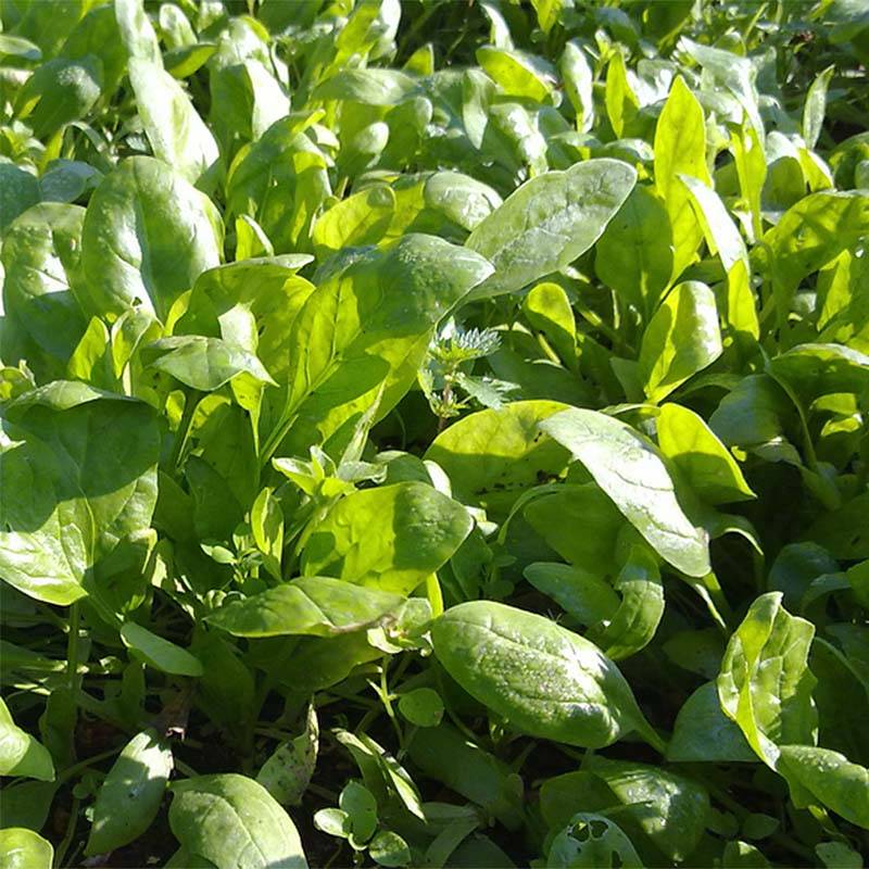 Epinard Amazon F1 - Spinachia oleracea le sachet de 700 graines environ (10g)