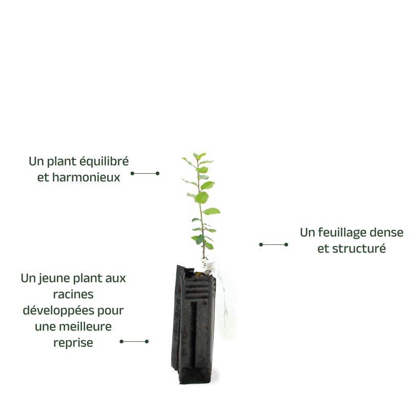 Nerprun alaterne (Rhamnus alaternus) - Godet - Taille 15/30cm - Pépinières Naudet - Imagen 3