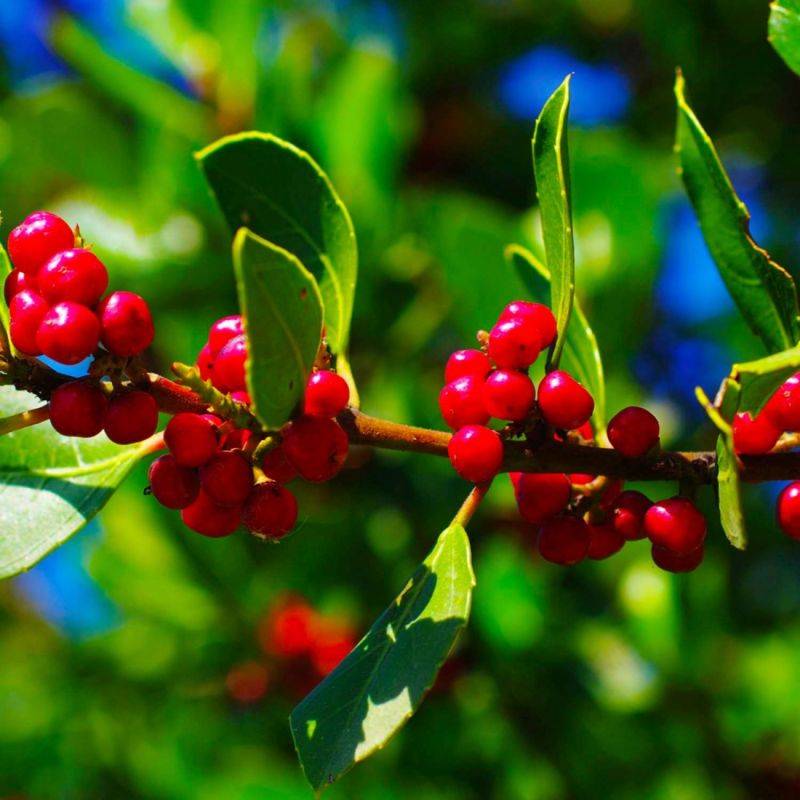 Nerprun alaterne (Rhamnus alaternus) - Godet - Taille 15/30cm - Pépinières Naudet - Imagen 1