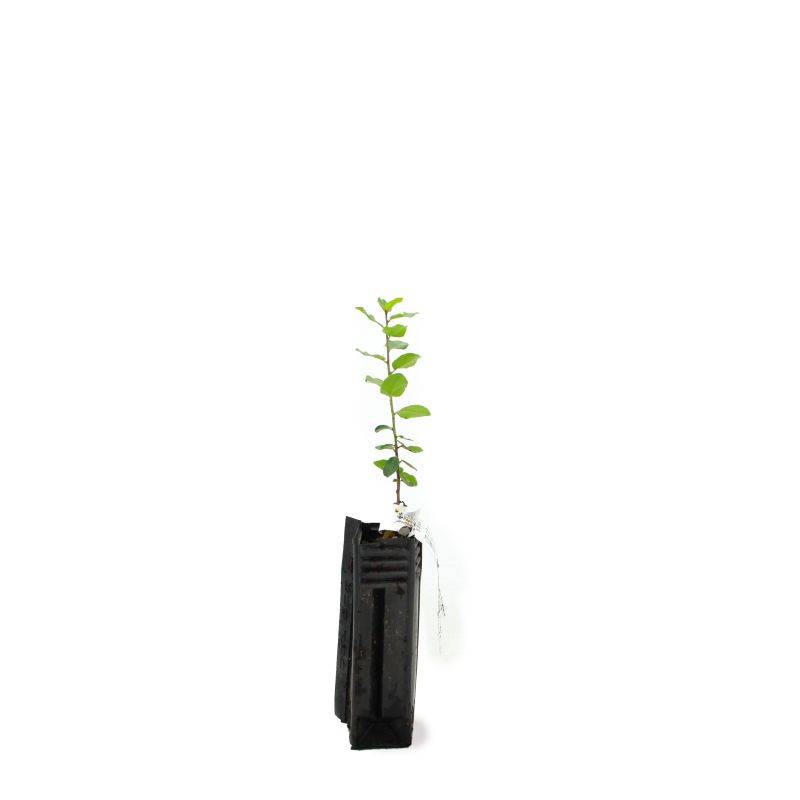 Nerprun alaterne (Rhamnus alaternus) - Godet - Taille 15/30cm - Pépinières Naudet - Image 2