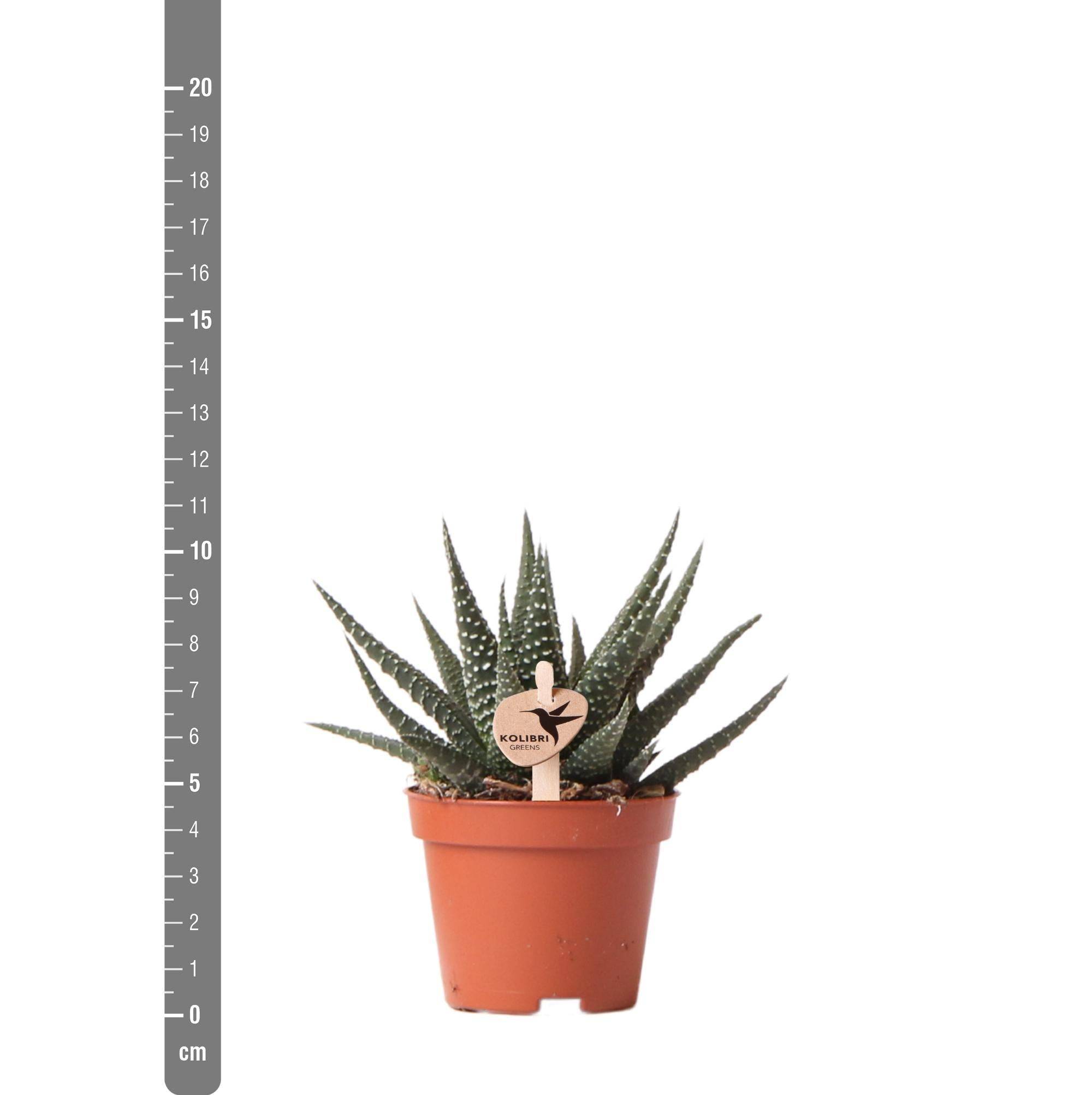 La Green Touch - Haworthia Royal Highnness h11cm- La Green Touch - Imagen 4