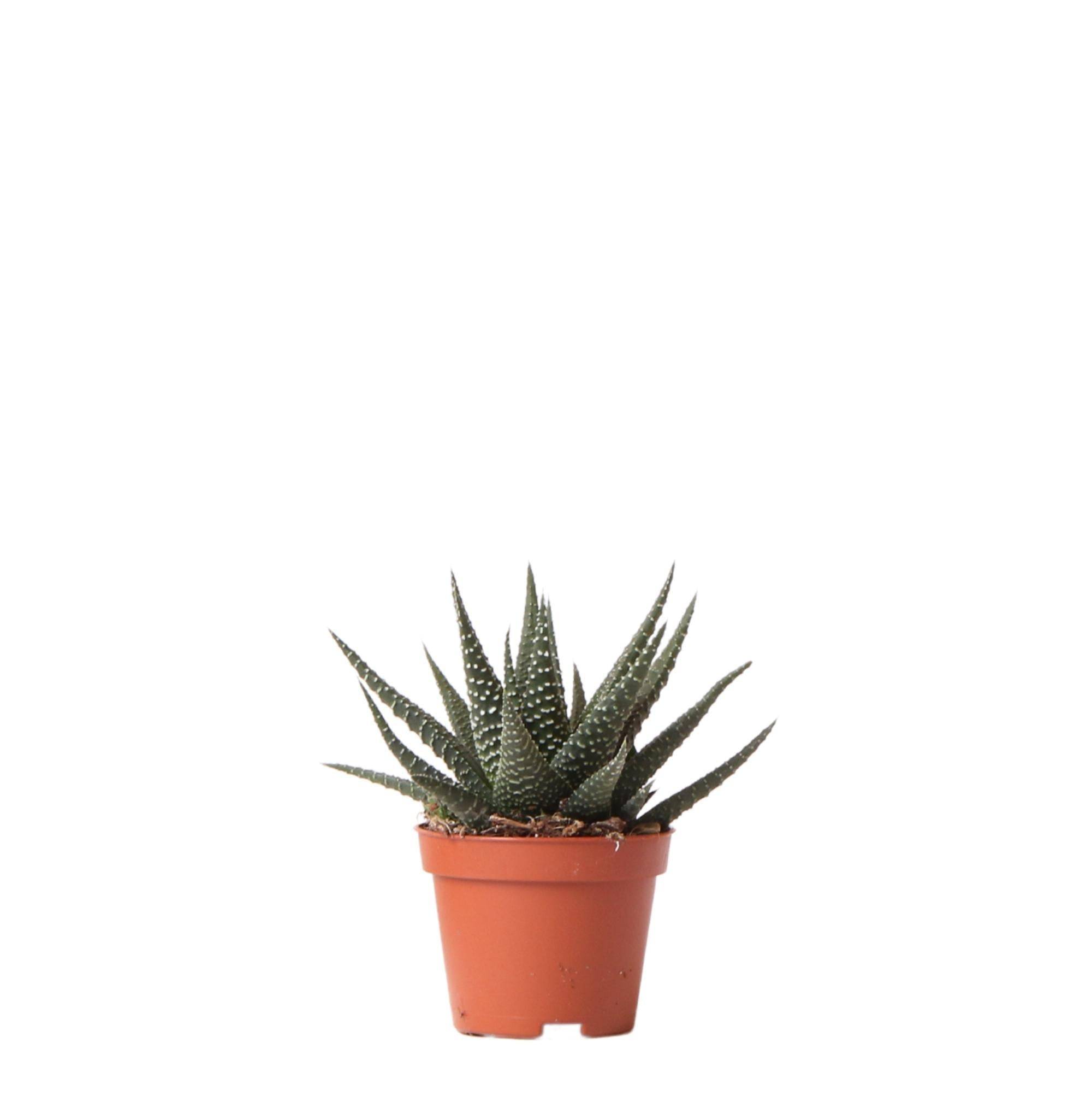 Haworthia Royal Highnness h11cm- La Green Touch