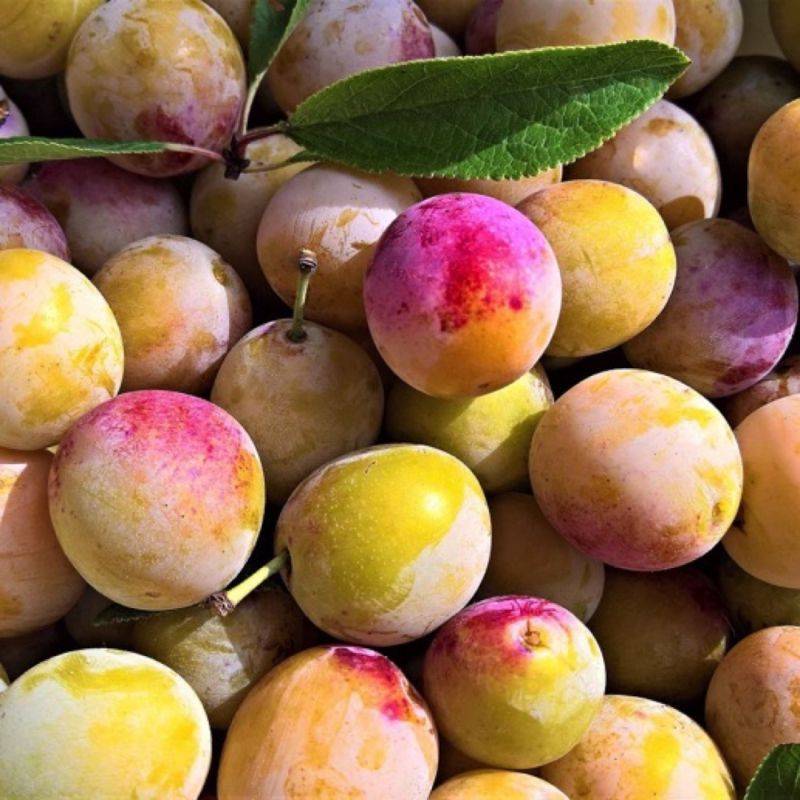 Prunier 'Reine Claude Tardive de Chambourcy' (Prunus domestica 'Reine Claude Tardive de Chambourcy') - Scion de 80 à 100cm - Pépinières Naudet - Imagen 1