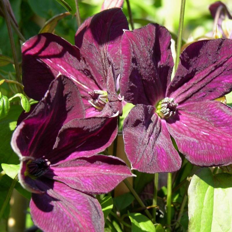 Clématite viticella Royal Velours à fleurs Violette - feuillage Caduc - Pot de 3L - Echelle bambou 60/120 cm-  hauteur à maturité De 3,00 m à 5,00 m - Imagen 6
