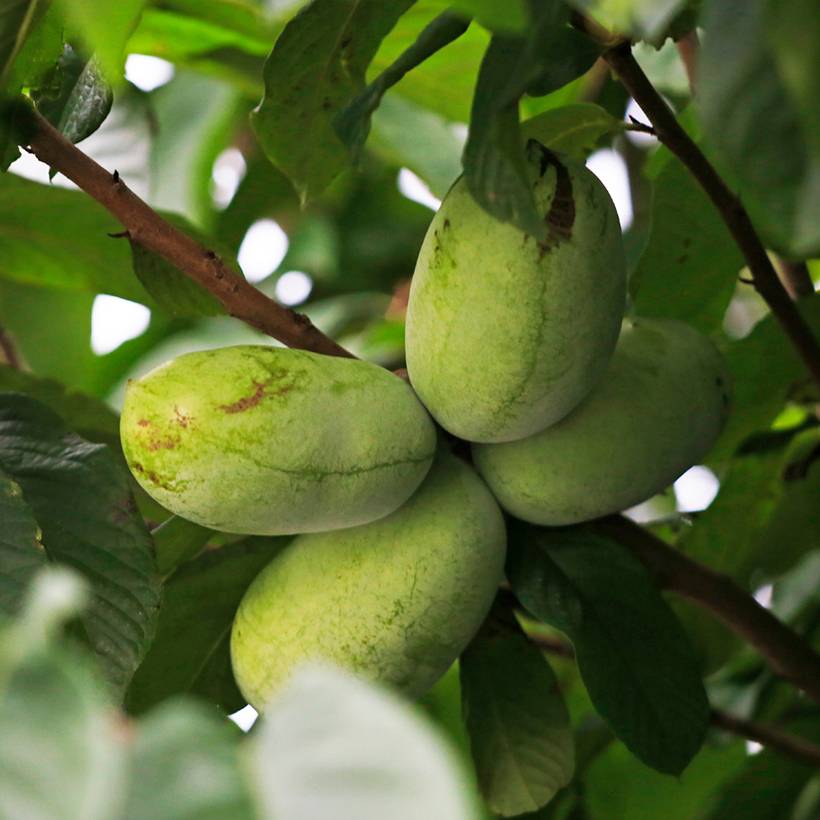 Promesse de Fleurs - Asimina triloba Summer Delight - Asiminier Paw Paw Pot de 3L/4L