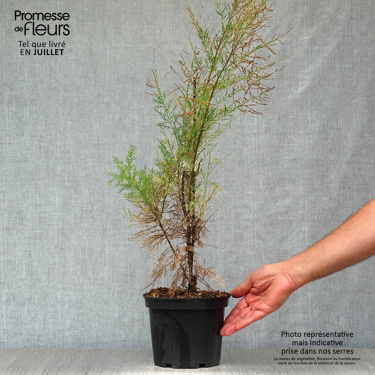 Tamarix ramosissima Pink Cascade Pot de 2L/3L - Image 2