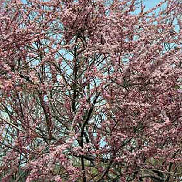 Tamarix ramosissima Pink Cascade Pot de 2L/3L - Image 1