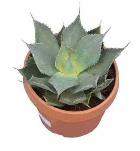 0 - Agave parryi sp. parryi  - Pot de 20L - 50/60cm - Image 1