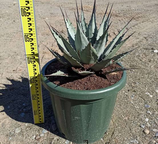 0 - Agave parryi sp. parryi - Pot de 20L - 50/60cm - Image 2
