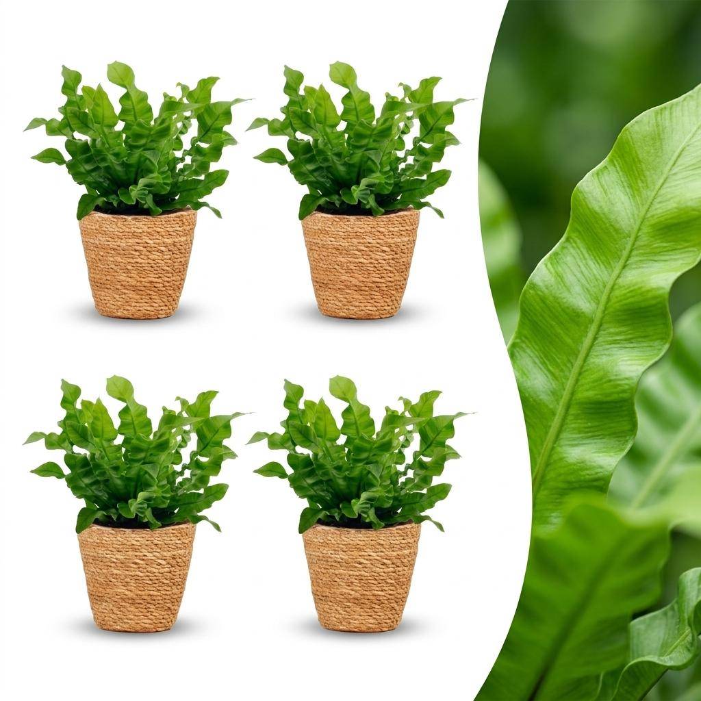 Asplenium Crispy Wave - Fougère Crispy Wave - Pot de 12cm - 4 plantes - Panier - Plantes d'intérieur