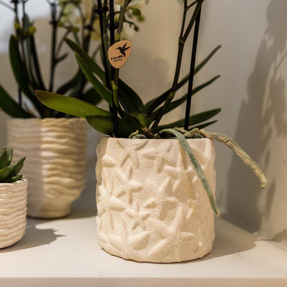 Star Fish - Pot décoratif - Sable- La Green Touch - Image 9