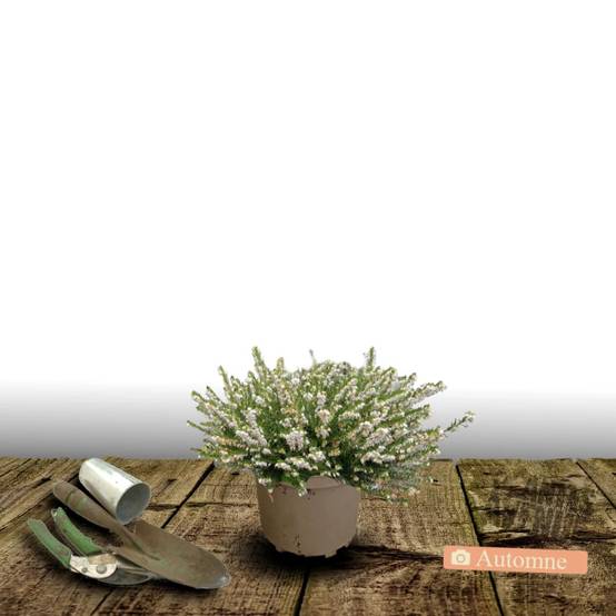 Bruyère d'hiver Silberschmelze à fleurs Blanche - feuillage Persistant - Pot de 3L - 20/40 cm- hauteur à maturité De 0,15 m à 0,50 m - Image 4