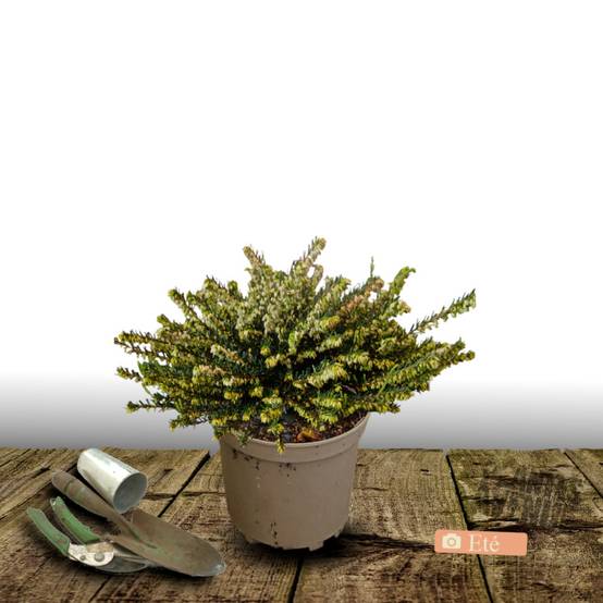 Bruyère d'hiver Silberschmelze à fleurs Blanche - feuillage Persistant - Pot de 3L - 20/40 cm- hauteur à maturité De 0,15 m à 0,50 m - Image 2