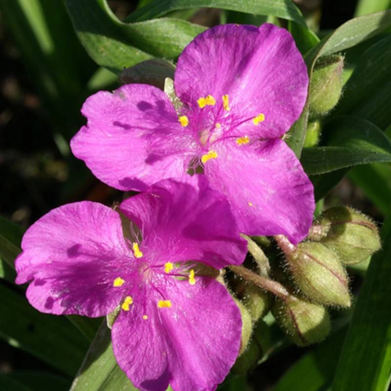 Éphémère de Virginie karminglut à fleurs Rose/ - feuillage Caduc - Godet - 5/20 cm - Imagen 2