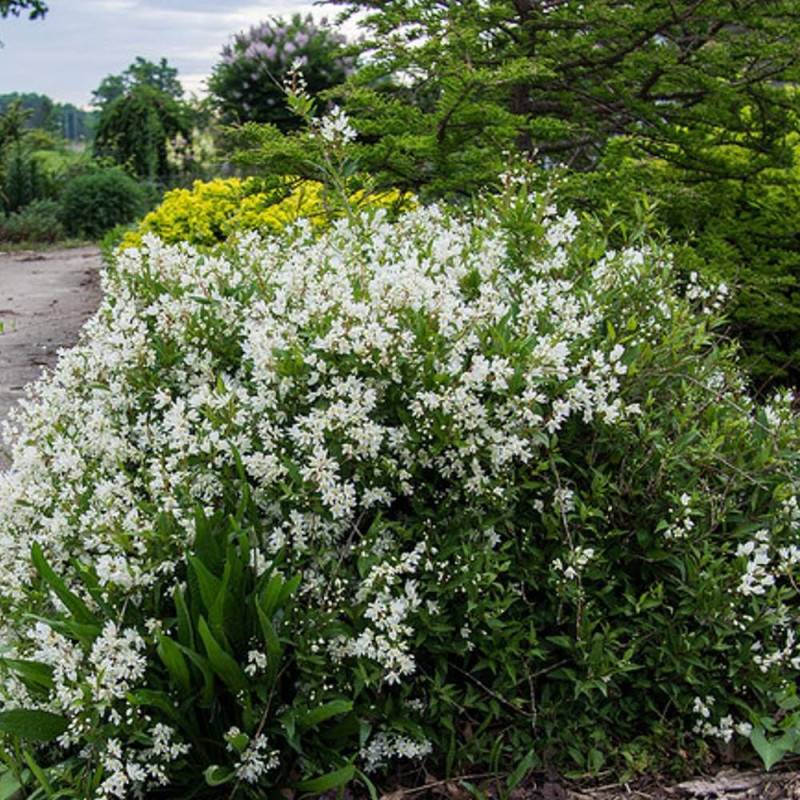 Deutzie Nikko, Deutzia à fleurs Blanche - feuillage Caduc - Pot de 3L - 20/40 cm-  hauteur à maturité De 1,00 m à 1,50 m - Image 1