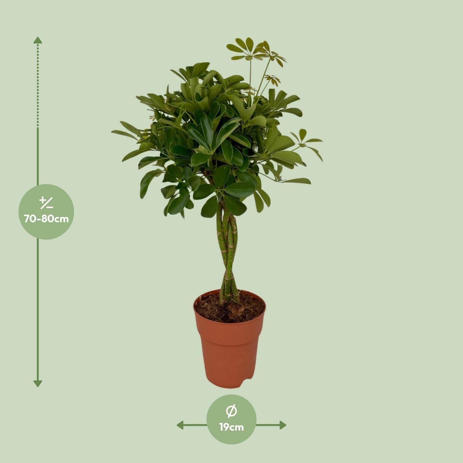 La Green Touch - Schefflera Compacta - D19 H80cm - Image 2