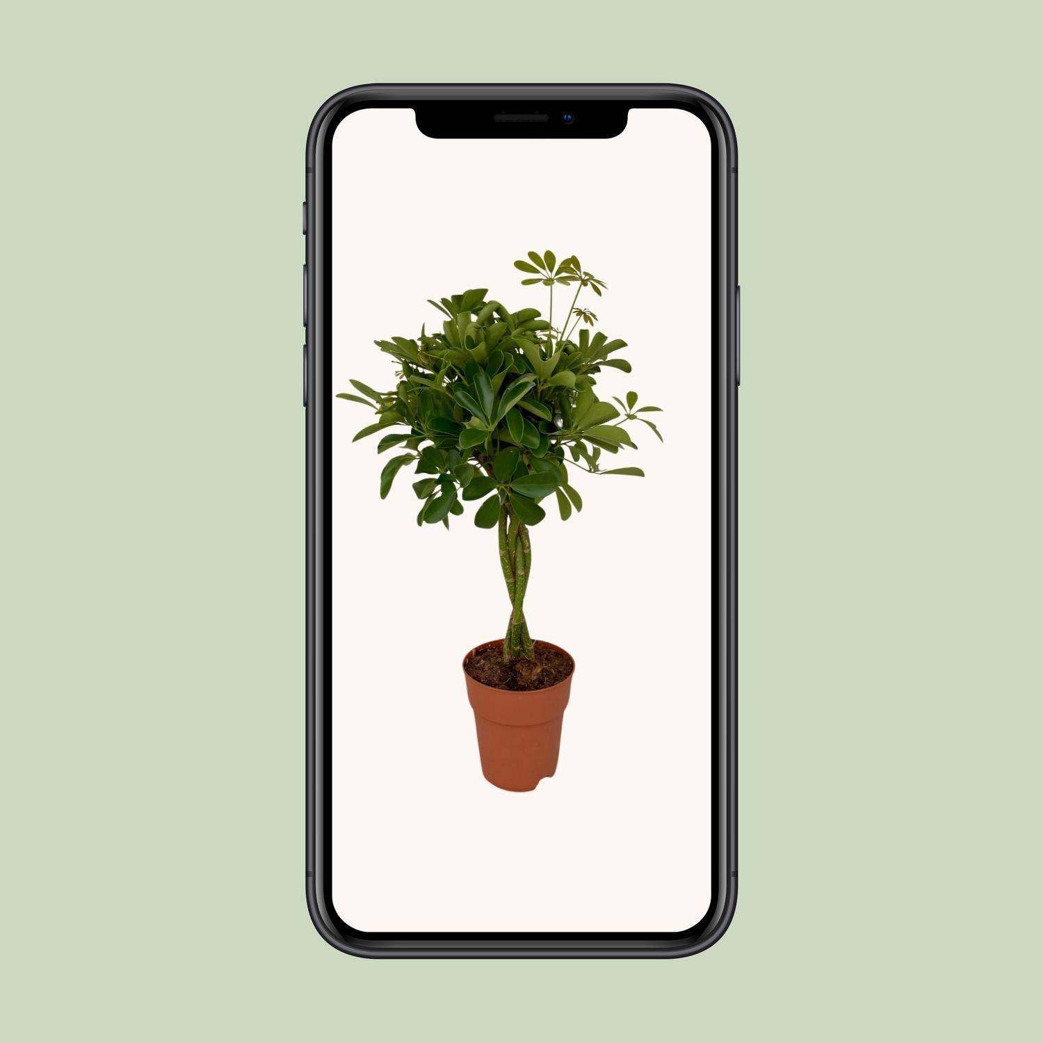 La Green Touch - Schefflera Compacta - D19 H80cm - Image 4