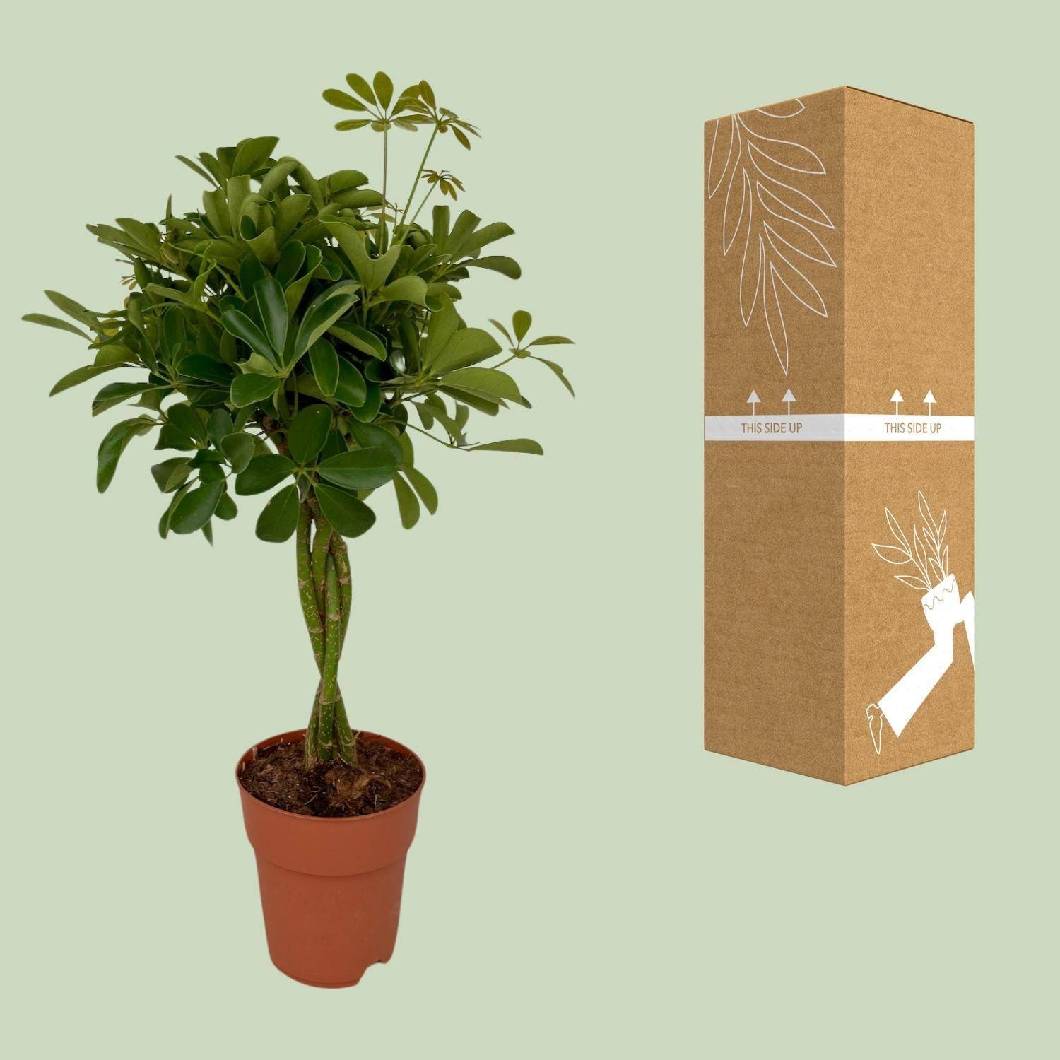 La Green Touch - Schefflera Compacta - D19 H80cm - Image 3