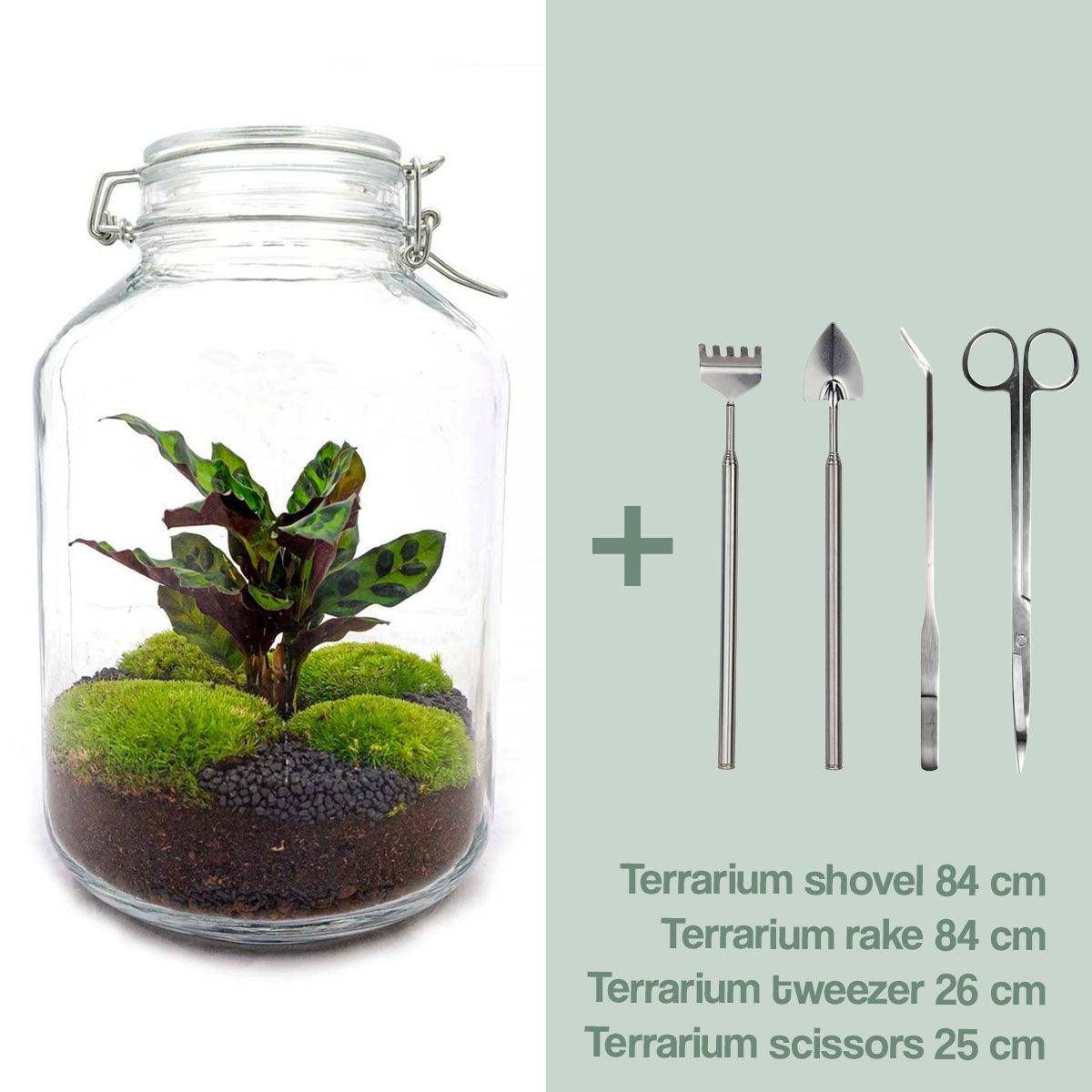 La Green Touch - Kit terrarium DIY - OSLO- La Green Touch  Calathéa Leopardina - Rateau + Pelle + Pince + Ciseaux