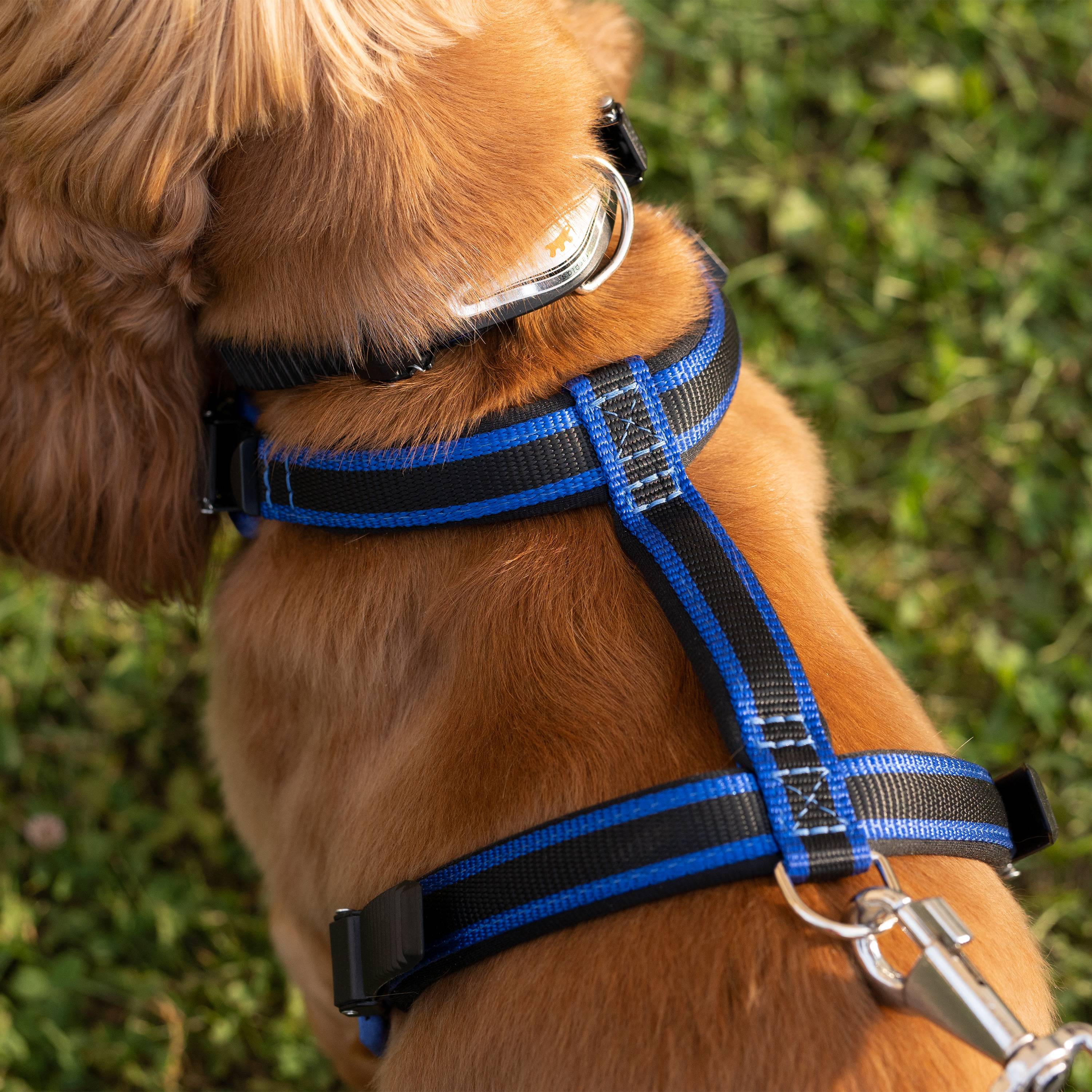 Ferplast - Ferplast Laisse pour chien en nylon ERGOCOMFORT G15/120, Poignée ergonomique, Rembourrage doux, Longueur 120 cm x 2 cm, Bleu - Imagen 4