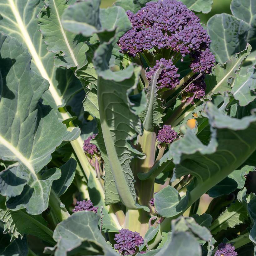 Chou Brocoli Early Purple Sprouting le sachet de 200 graines environ (1g)