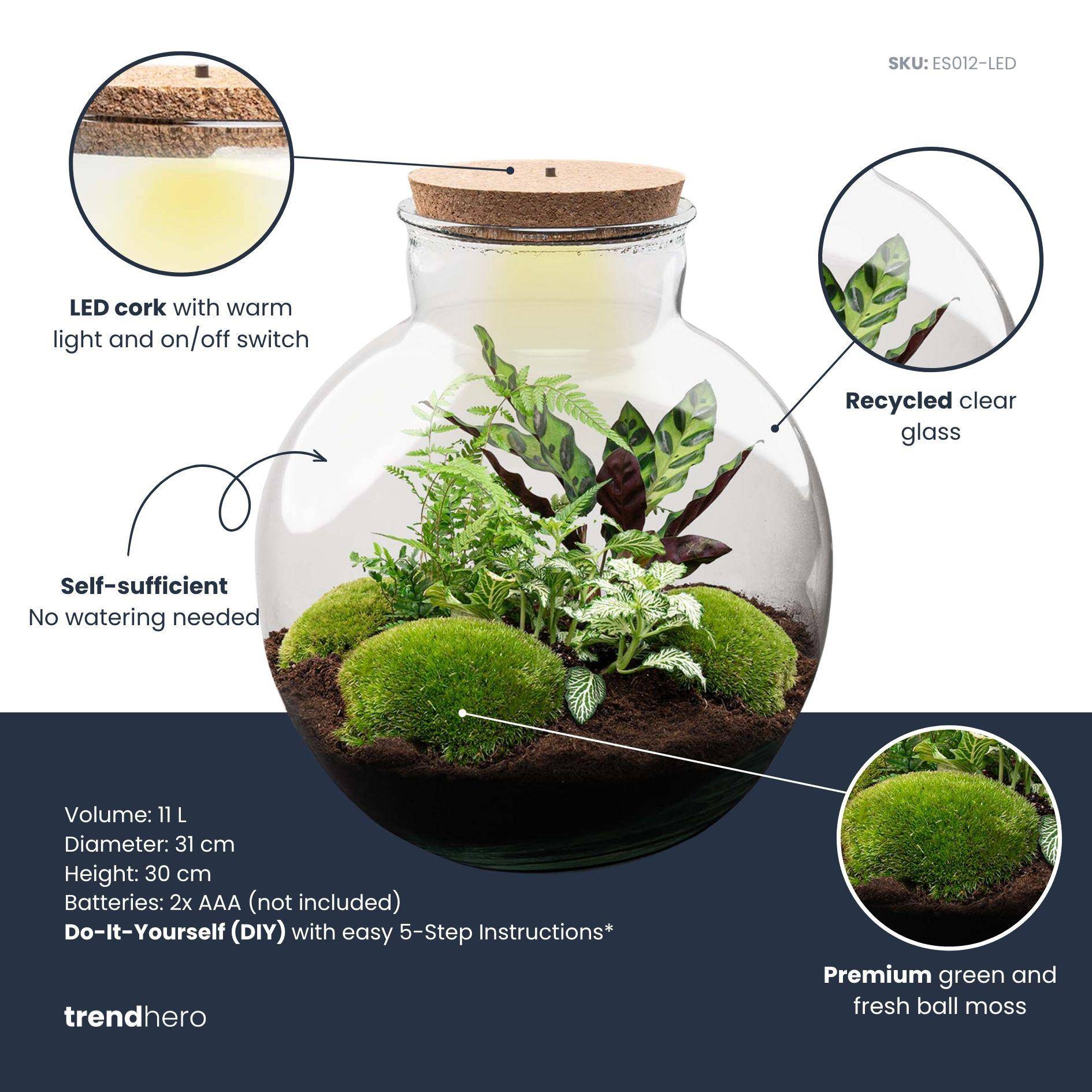 Terrarium à composer bouteille en verre recyclé - Ø31-H30cm - avec râteau et pelle - Calathea White - Terrarium DIY - Image 3