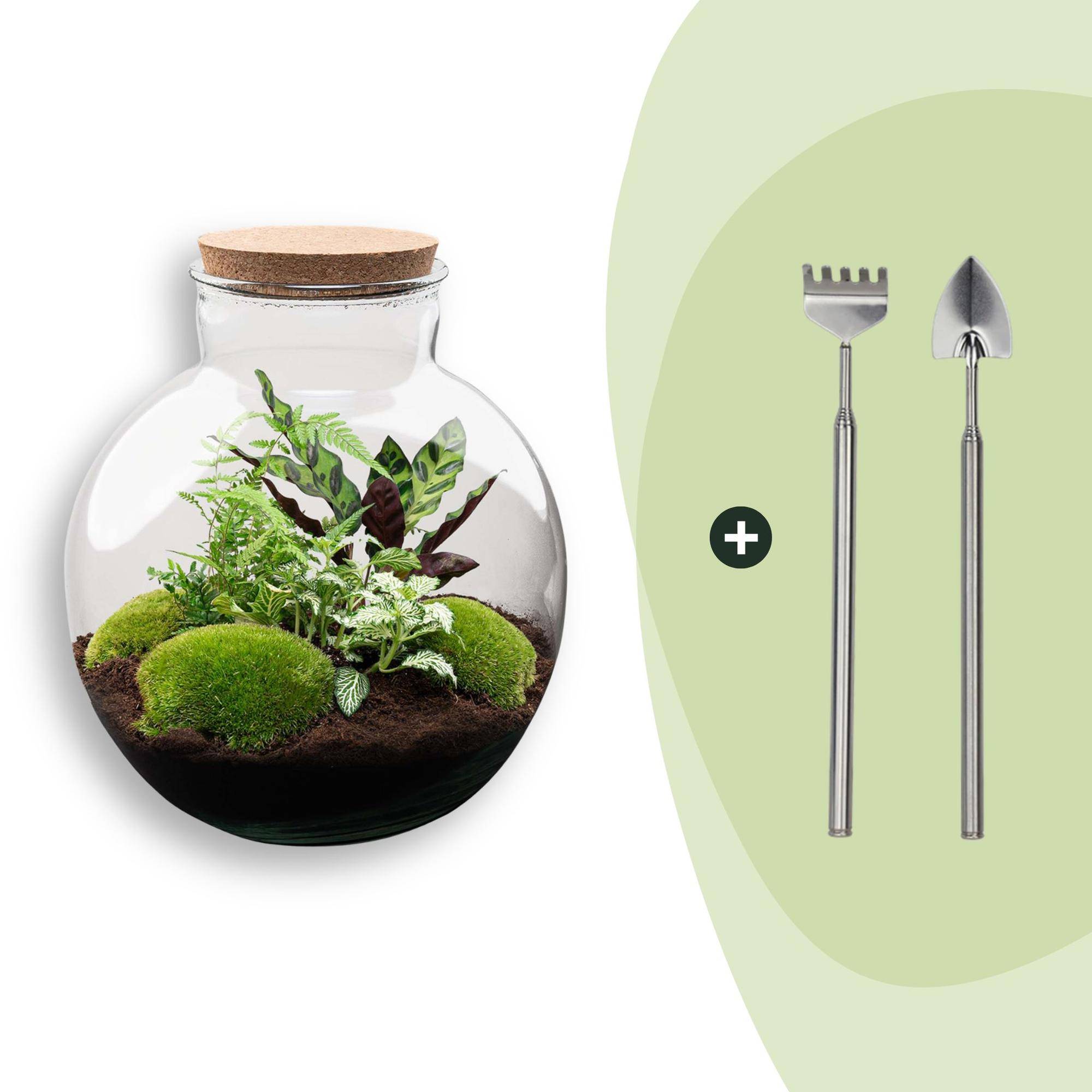 Terrarium à composer bouteille en verre recyclé - Ø31-H30cm - avec râteau et pelle - Calathea White - Terrarium DIY - Image 1