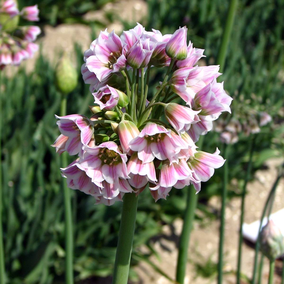 Promesse de Fleurs - Ail d'ornement - Nectaroscordum tripedale Bulbe calibre 12+