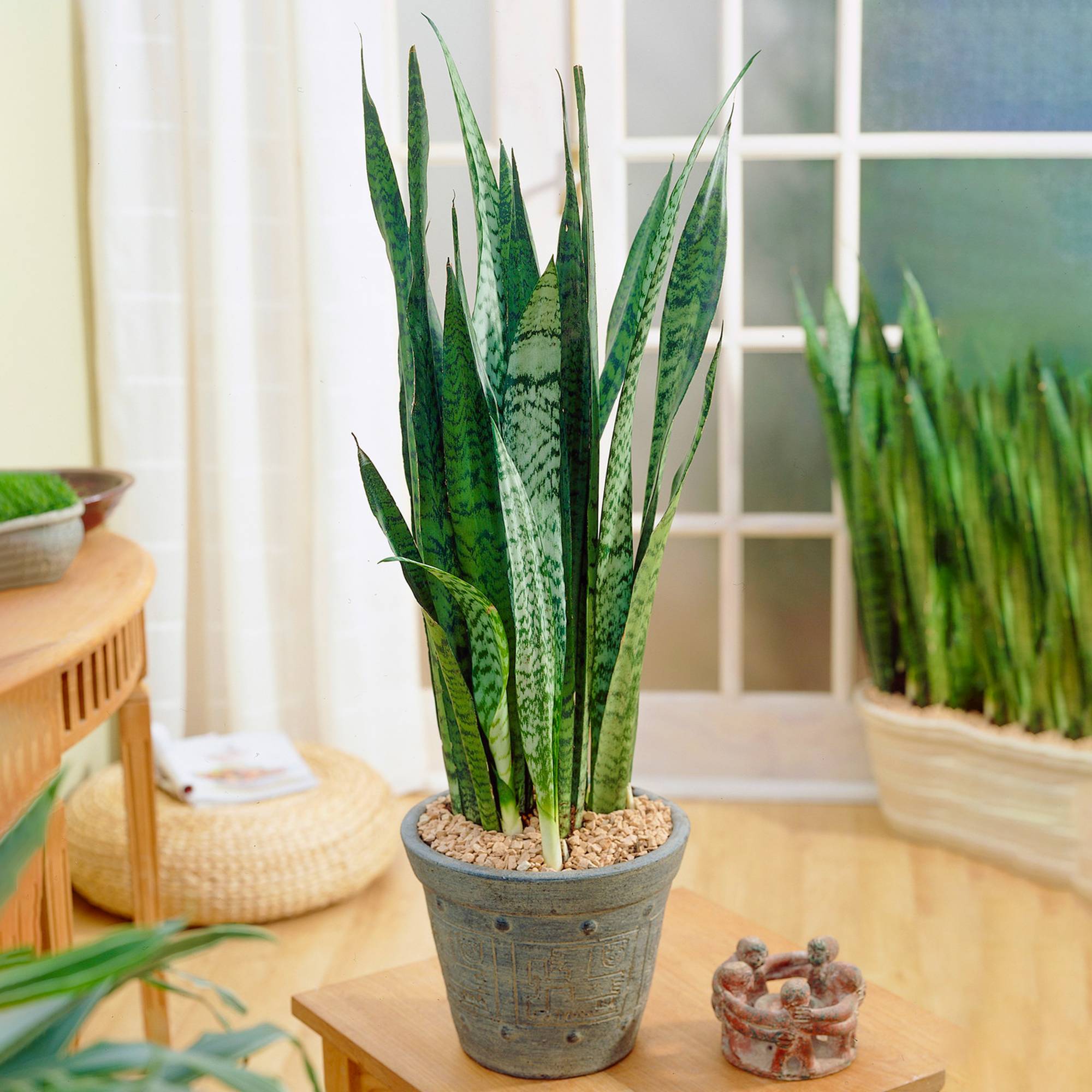 Gardenersdream - Sansevieria Black Coral - Langue De Belle-Mère | Plante Cadeau En Pot Pour La Maison Ou Le Bureau - GardenersDream