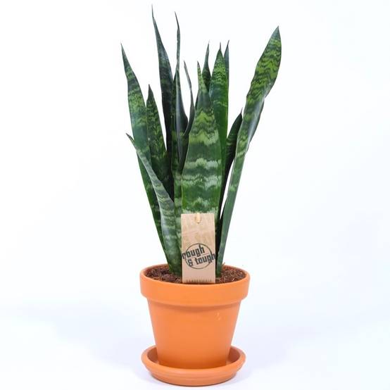 Gardenersdream - Sansevieria Black Coral - Langue De Belle-Mère | Plante Cadeau En Pot Pour La Maison Ou Le Bureau - GardenersDream - Image 2