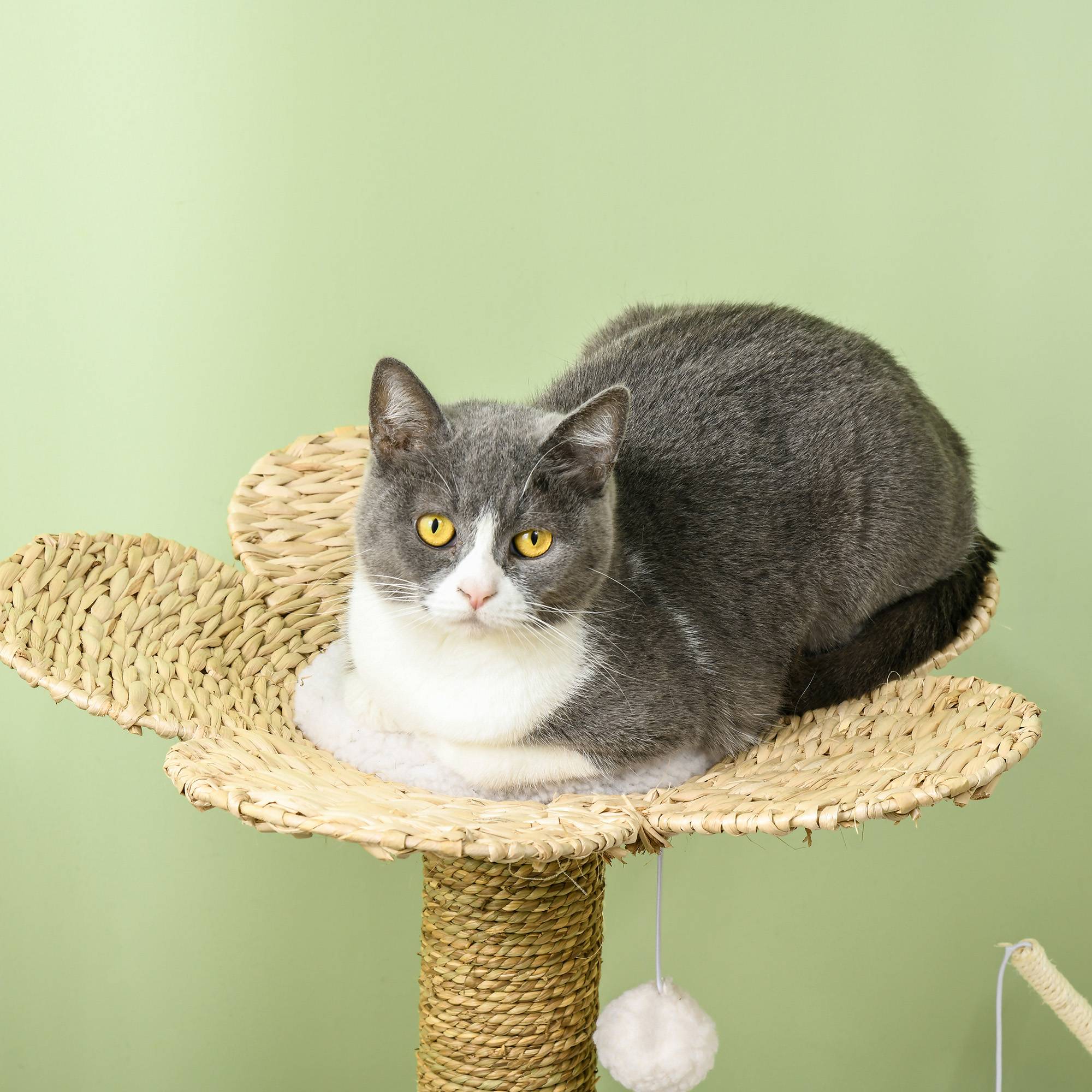 Arbre à chat sisal et peluche beige 56 x 40 x 91 cm - PANGIVO - Image 9