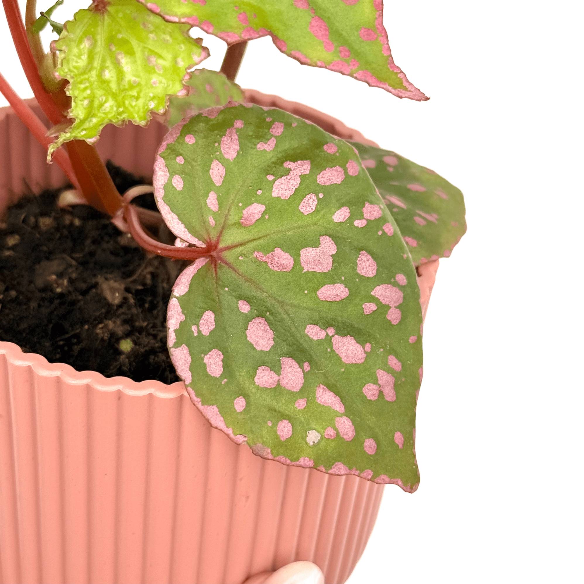 Begonia sp. Muara Wahau - Pot de 8cm - Plantes d'intérieur - Image 1
