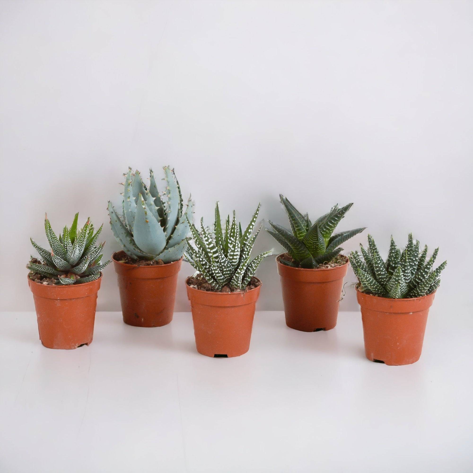 La Green Touch - Coffret Gasteria, Haworthia - Lot de 5 plantes, h13cm- La Green Touch