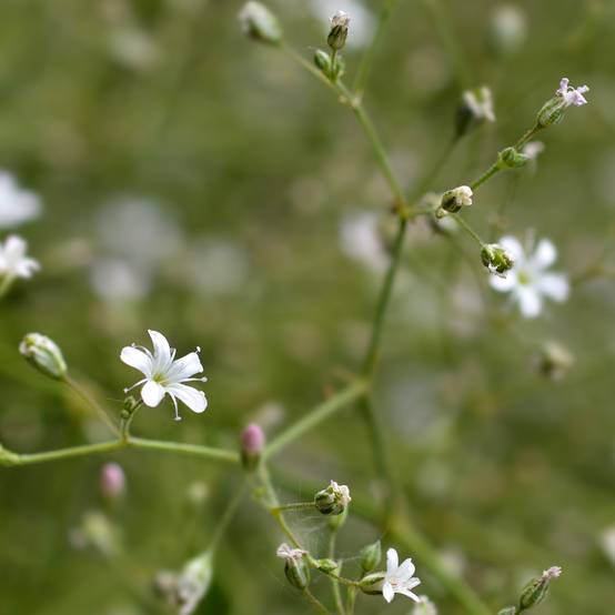 Gypsophile pacifica Godet de 8/9 cm