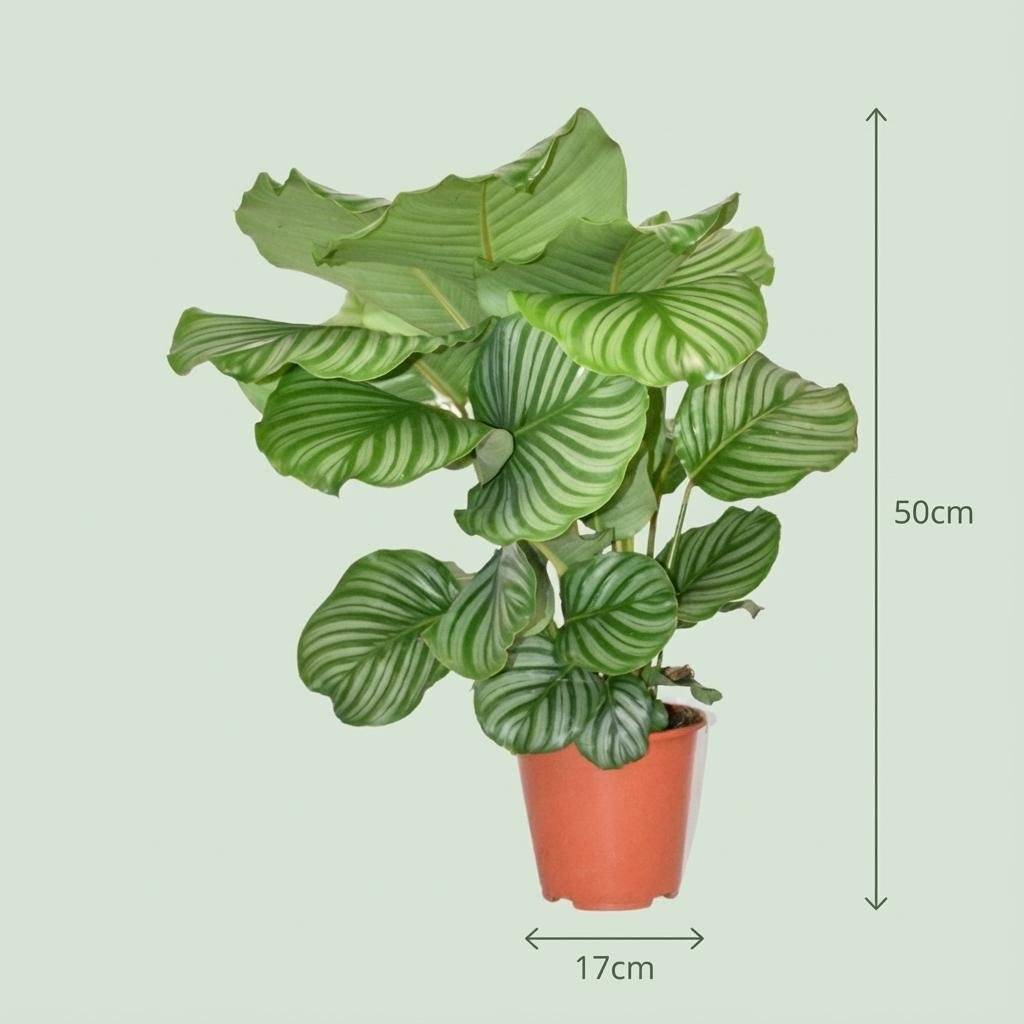 La Green Touch - Calathea Orbifolia - D17 H50cm - Image 4