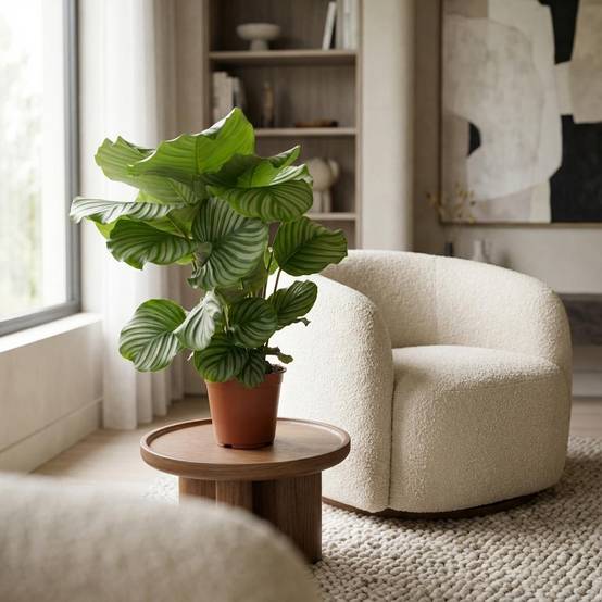 La Green Touch - Calathea Orbifolia - D17 H50cm - Image 1