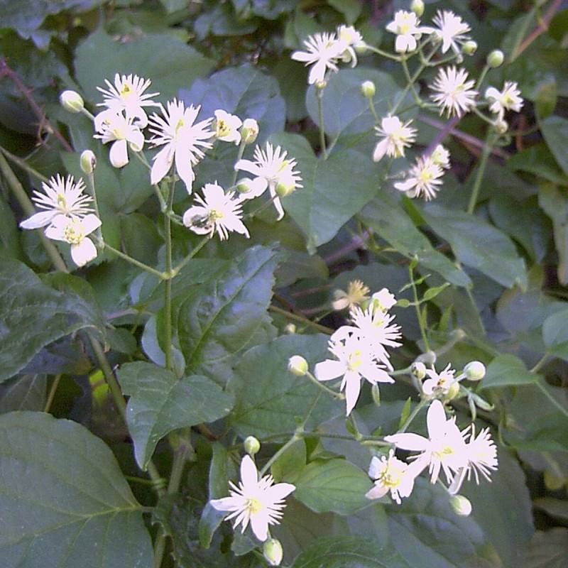 Clématite vitalba, Clématite des haies à fleurs Blanche - feuillage Caduc - Godet - 5/20 cm-  hauteur à maturité De 5,00 m à 10,00 m - Imagen 1