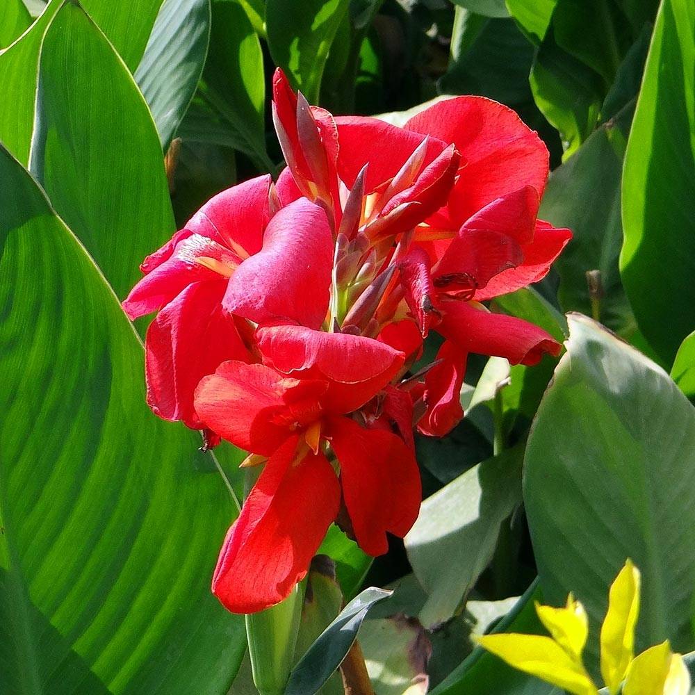 Canna Strasbourg - Balisier de taille moyenne, à fleurs rouge sang. Godet de 8/9 cm calibre I