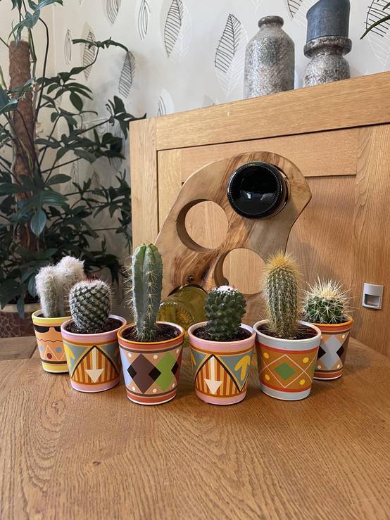La Green Touch - Ensemble de 6 Cactus - Collection Picaso- La Green Touch - Image 2