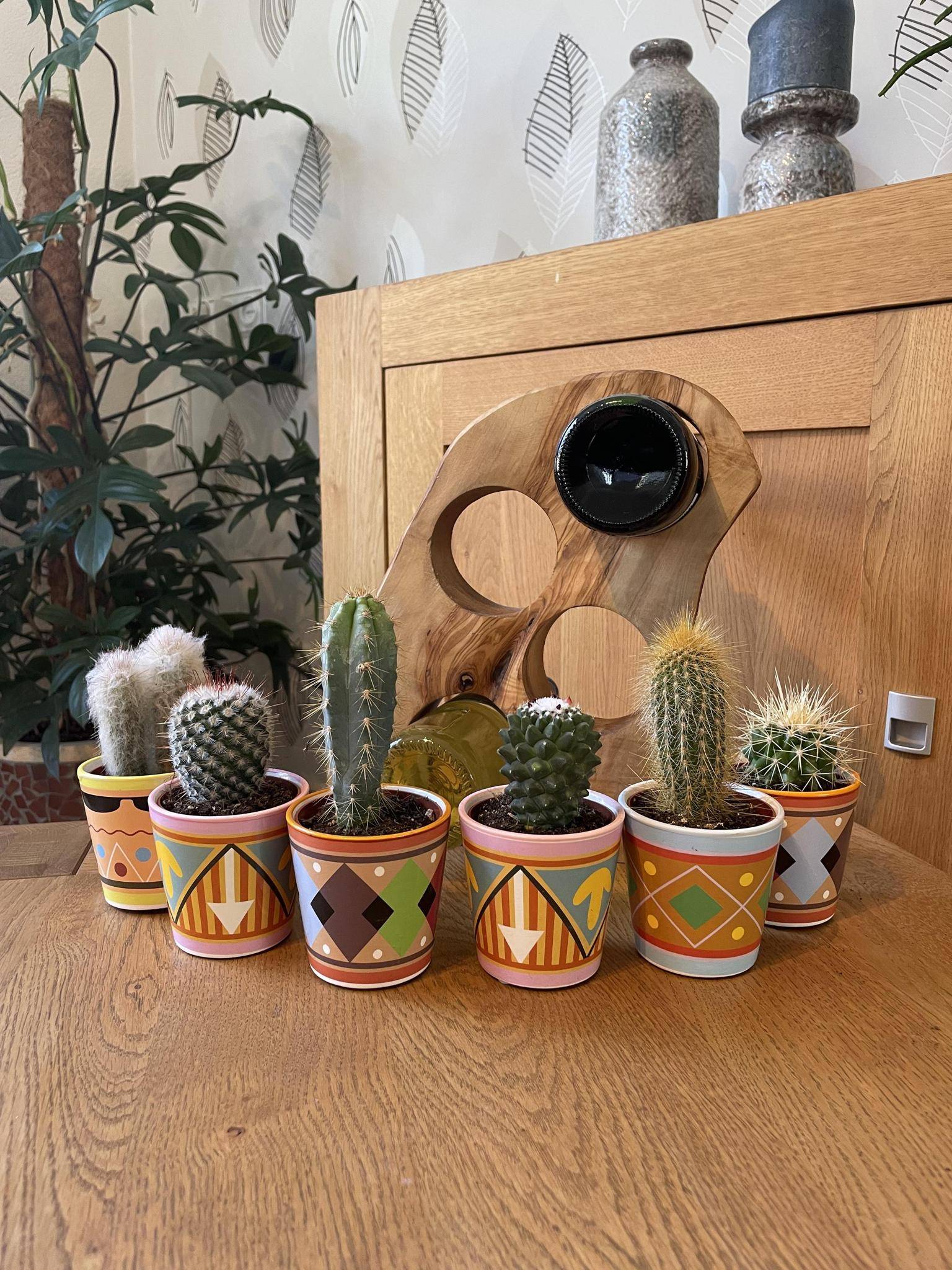 La Green Touch - Ensemble de 6 Cactus - Collection Picaso- La Green Touch - Image 2