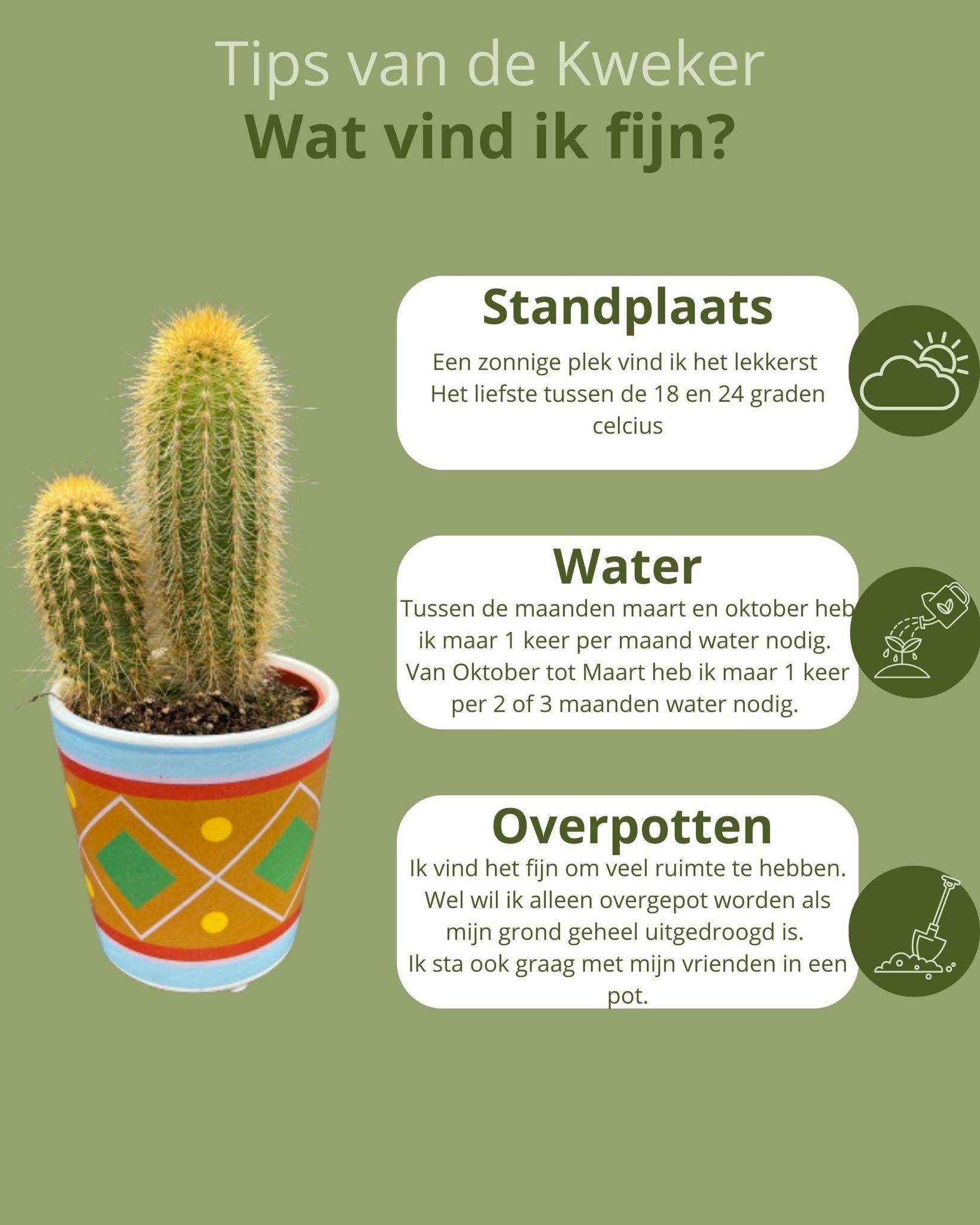 La Green Touch - Ensemble de 6 Cactus - Collection Picaso- La Green Touch - Image 5