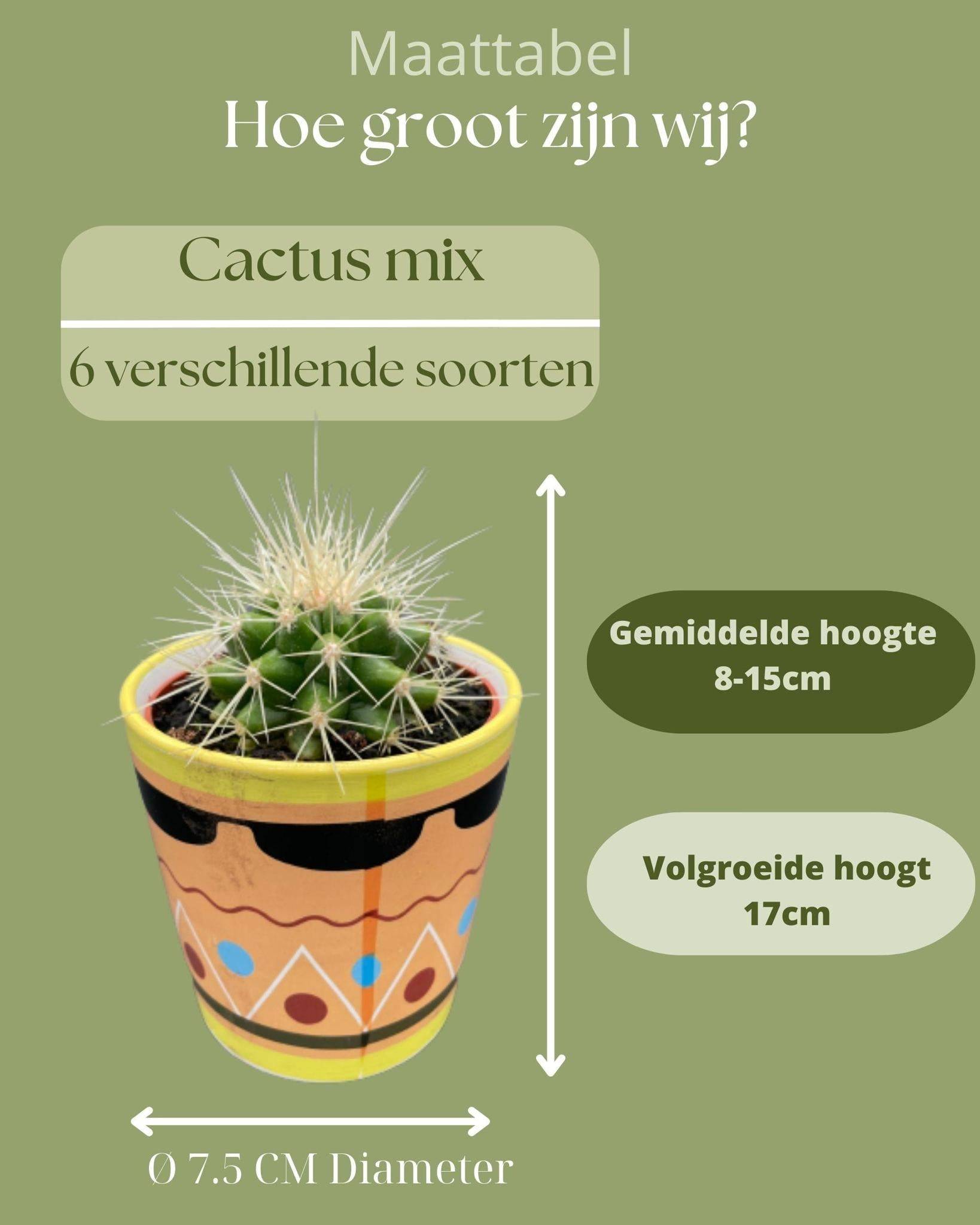 La Green Touch - Ensemble de 6 Cactus - Collection Picaso- La Green Touch - Image 4