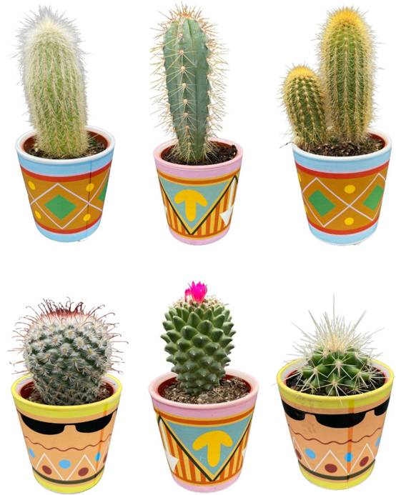 La Green Touch - Ensemble de 6 Cactus - Collection Picaso- La Green Touch - Image 1