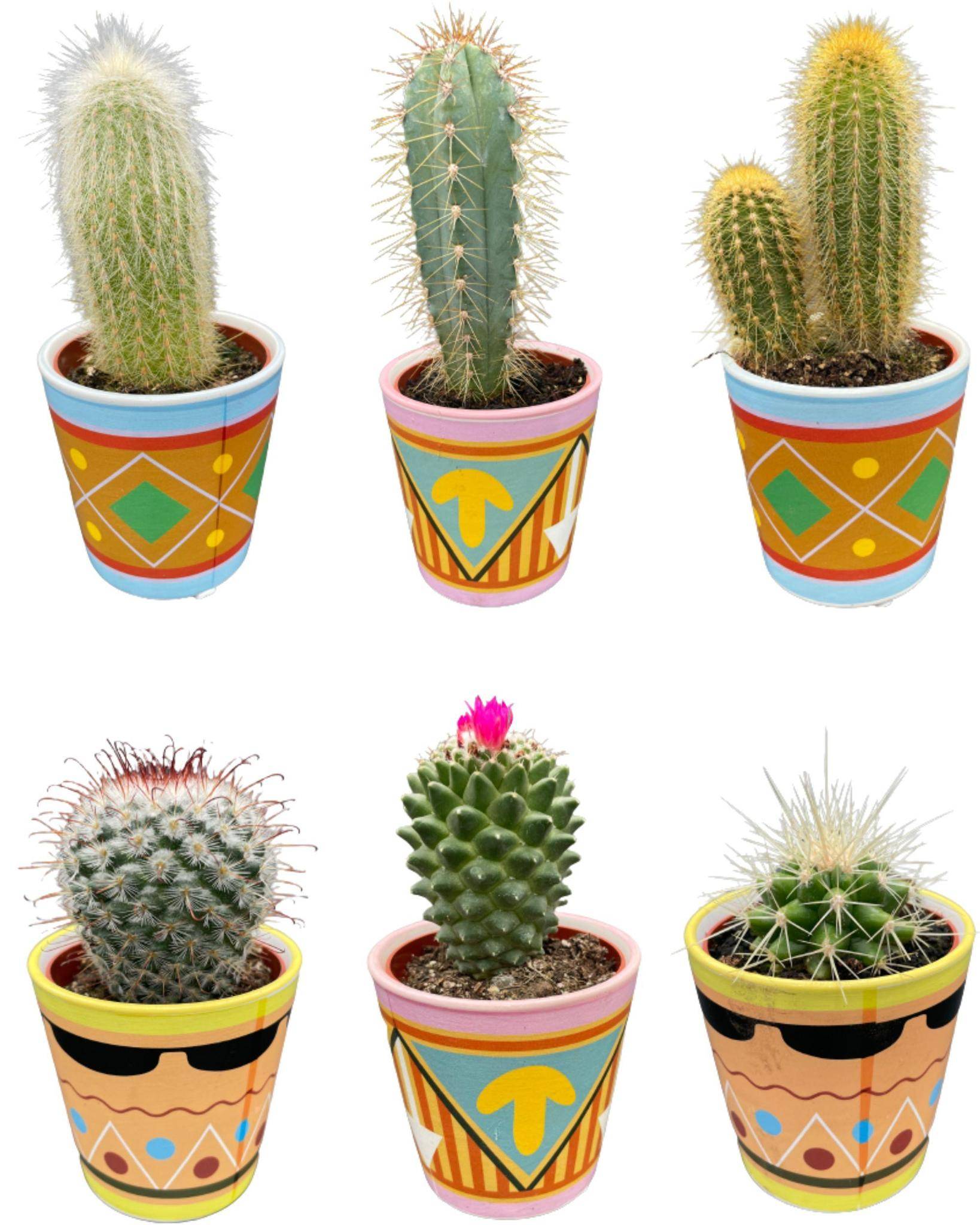 La Green Touch - Ensemble de 6 Cactus - Collection Picaso- La Green Touch - Image 1
