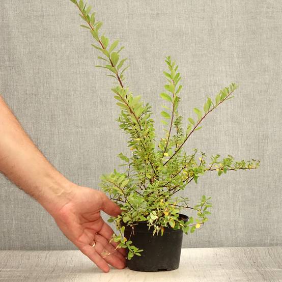 Spiraea arguta - Spirée blanche Pot de 1L/1,5L - Image 2