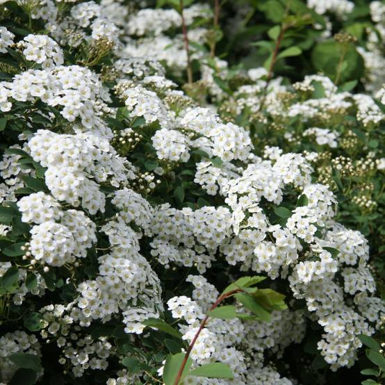 Spiraea arguta - Spirée blanche Pot de 1L/1,5L - Image 1