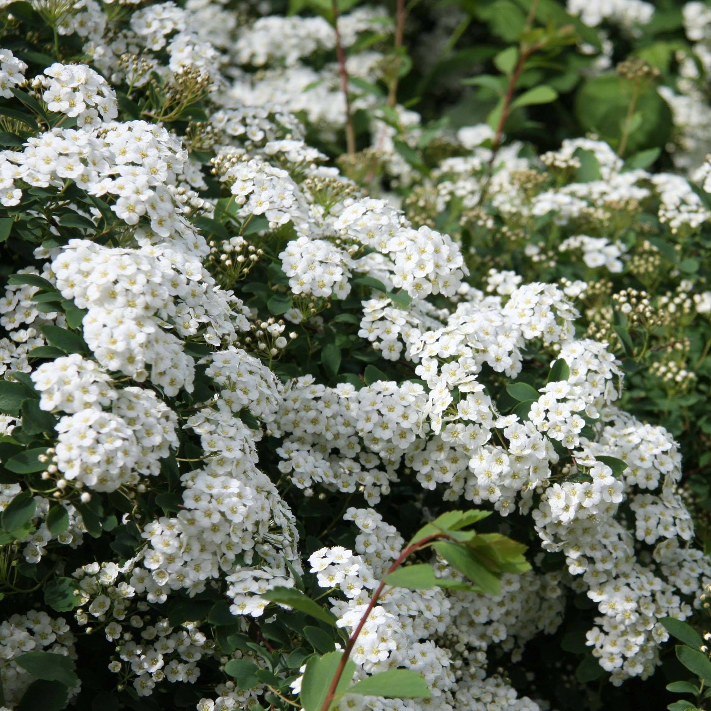 Spiraea arguta - Spirée blanche Pot de 1L/1,5L - Image 1